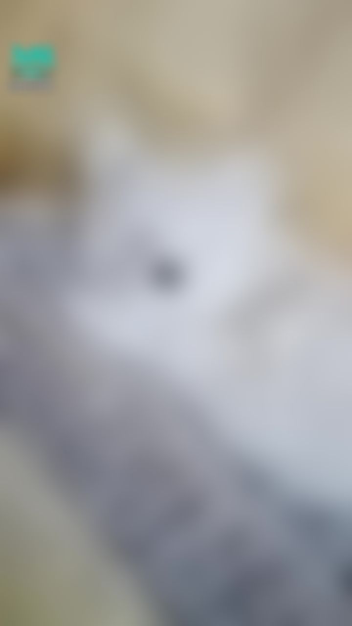  : 我这狐狸🦊 摆设品 也太雪白了吧😮