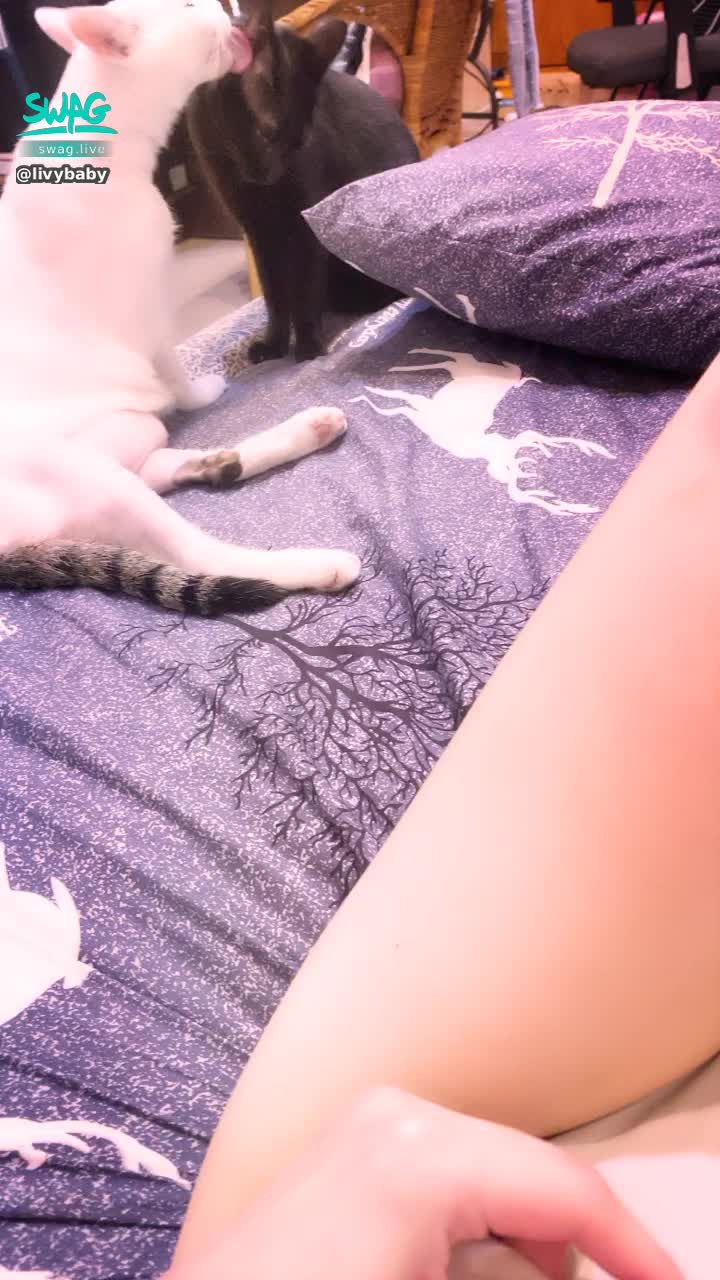  : 🐫
相親相愛的貓兒子，跟駱駝蹄。
我家直接開啟動物派對🎉