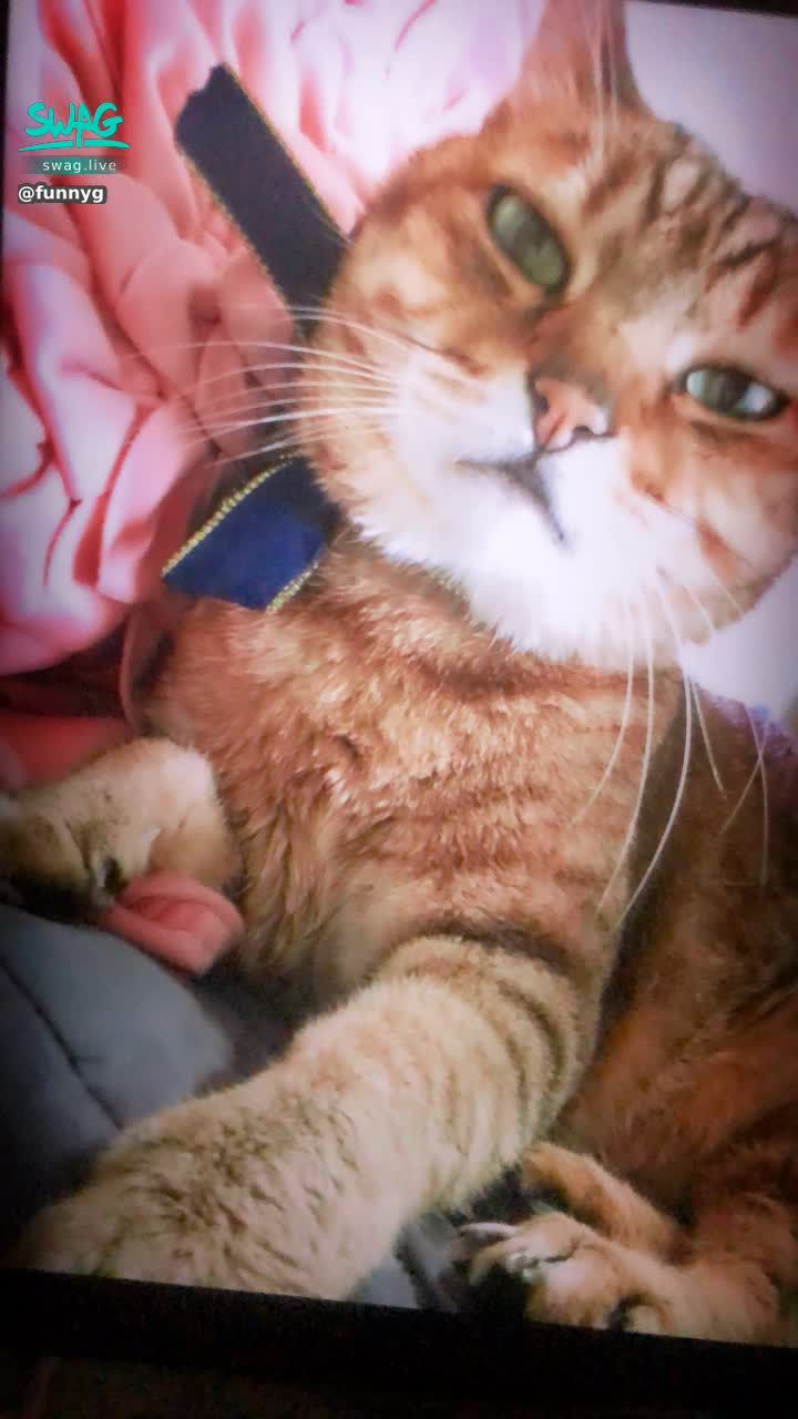  : What else. my cat.
Oh 🉑️🉑️ become a catwoman 🐈 ! !

Drama-My Brother's Maid with Cat Ears
https://5w.ag/JiQ3RE8J6GRRmNv7A

Scenario-Annual Extravaganza "Exchanging Christmas Gifts"
https://5w.ag/GoLVtkRFZSuofUyT9

Unlock 7 screenshots for me 🉐️ Obscene subtitles private collection 💕