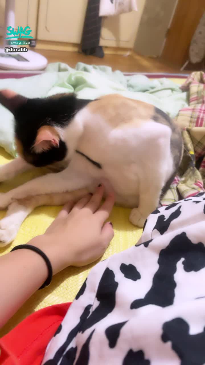  : 摸你的肉肉