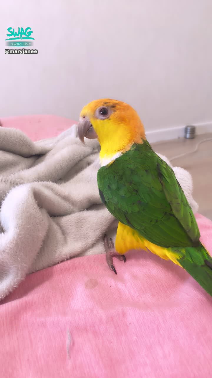 maryjanee : My parrot ❤️❤️❤️