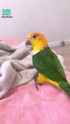 maryjanee : My parrot ❤️❤️❤️