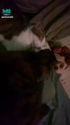 princessdolly : 該不會有點感冒了⋯頭痛痛的 (৹ᵒ̴̶̷᷄́ฅᵒ̴̶̷᷅৹)