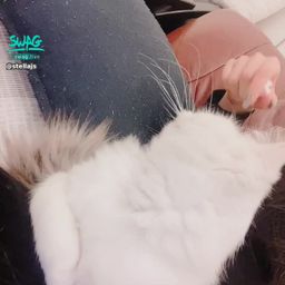 stellajs : 給你們看看我的臭肚皮
我就是那種養貓🐱對貓過敏的人🤣🤣
今天還被他弄受傷😤😤
