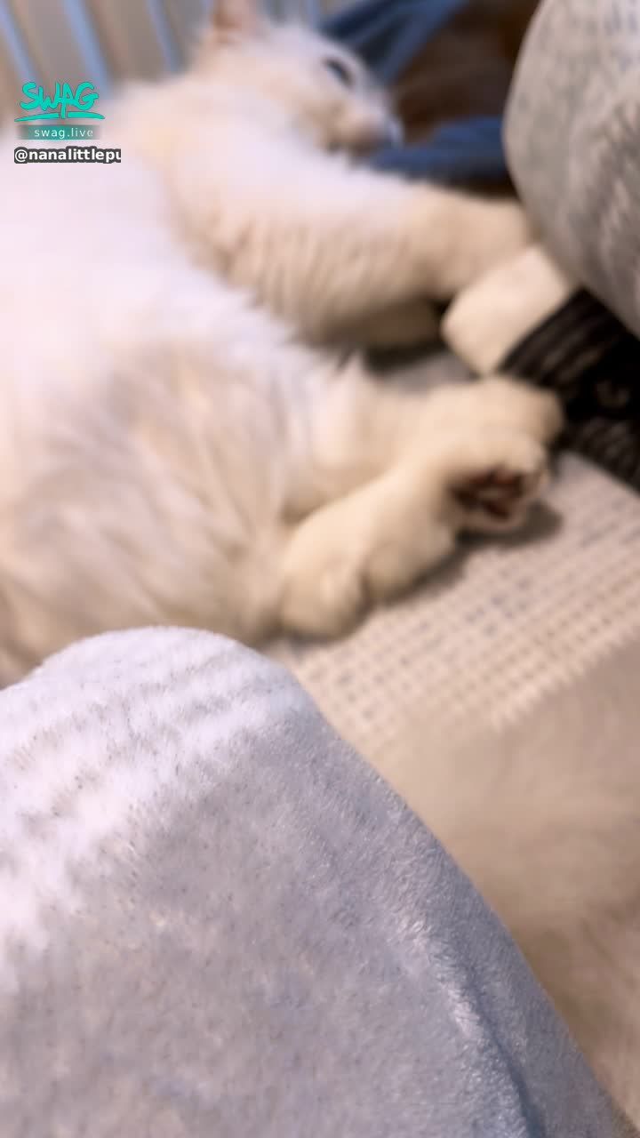 nanalittlepupy : 下去！！！