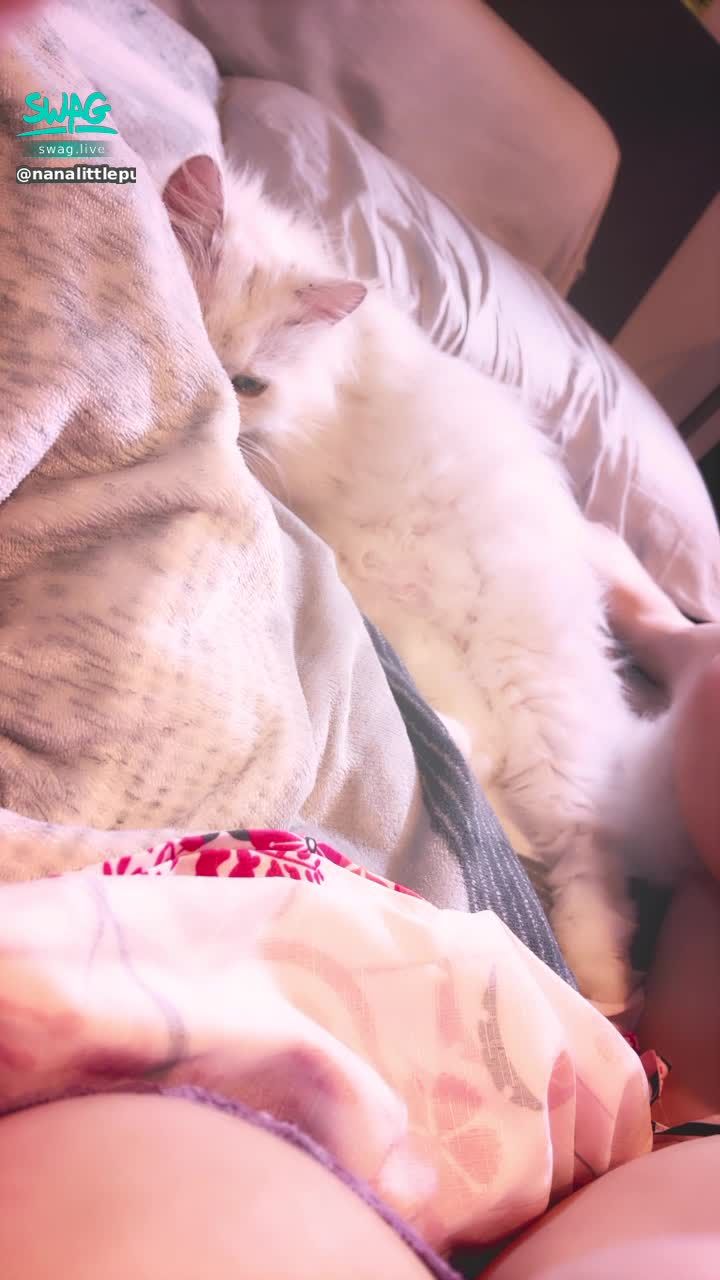nanalittlepupy : 兩個小短腿的對決🤣