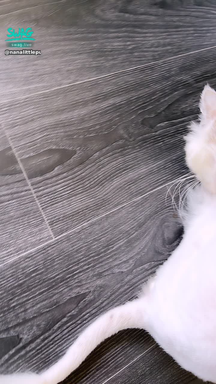 nanalittlepupy : 一直玩水欸⋯⋯🐳

買鑽石💎找娜娜 ✨✨享受優惠✨✨

四月活動🔥快來私訊我「想了解」