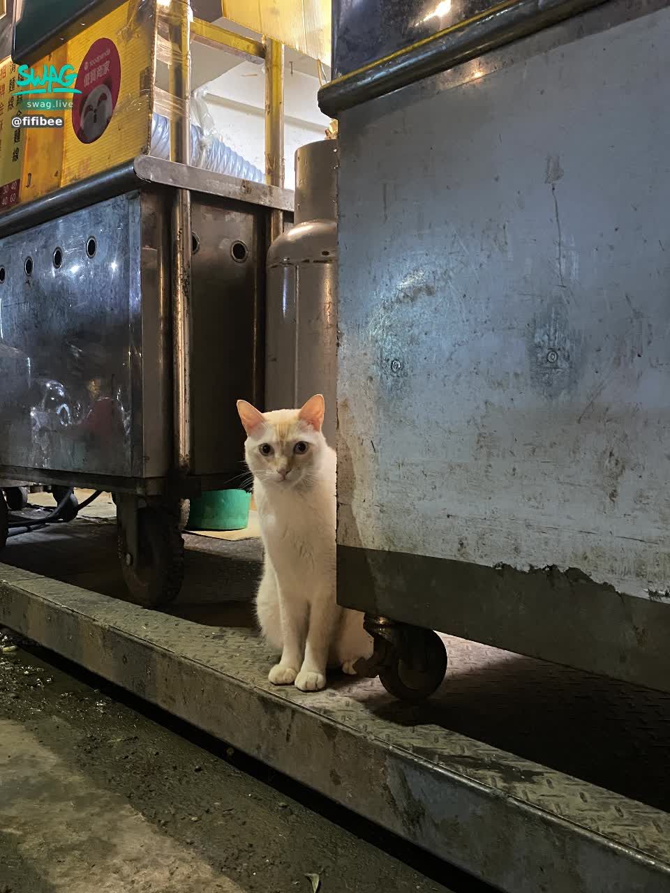 fifibee : 買晚餐遇到可愛的貓貓🐱❤️