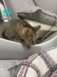 annbd : 我的過敏原,這大概就是我愛你你也愛我 但你的愛會傷害我 可是我願意承受 我的鼻子也願意承受🥲
#安安 #貓貓 #日常 #明晚九點直播 #直播預告