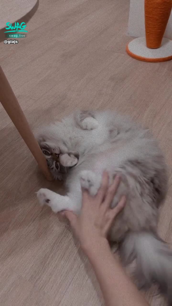 giajs : 麥麥粉在哪哩~~~~肥肥的小胖子來惹
#麥麥是隻貓 #🐈🐈🐈 #giajs #然然日常