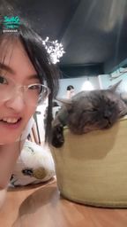 minicat : 請大家領養代替購買哦!