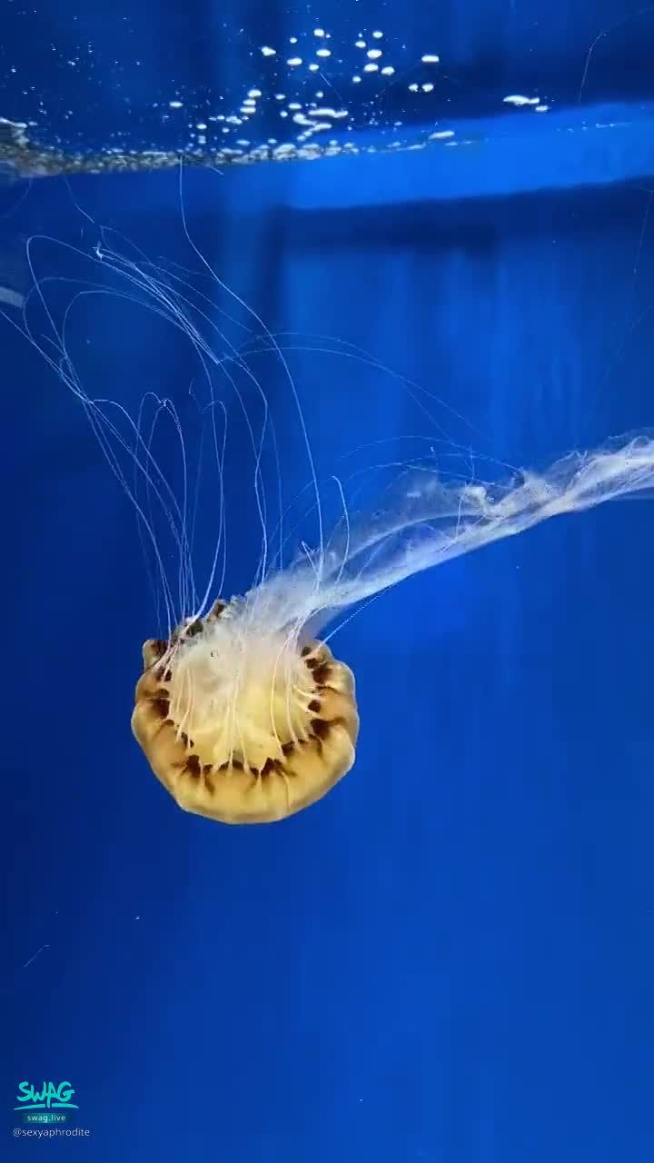 sexyaphrodite : 喜歡水族館❤️
可愛的水母😘😘 融化🫠