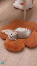giajs : 猜猜他是誰😽😽😽我的新室友可愛嗎
#麥麥的弟弟 #新室友 #麥麥是隻貓 #吃飯約會 #純約會 #然然日常 #giajs