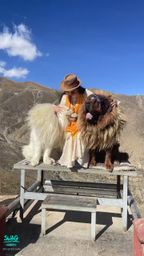 : Hugging and hugging from left to right, the Tibetan mastiff is super good at acting like a baby