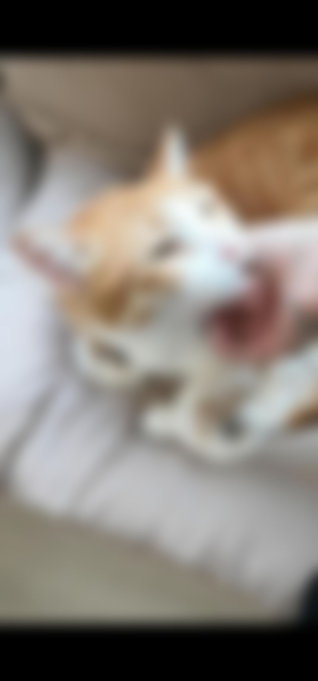 minicat : 想被我的手愛撫嗎？😘這個愛不釋手的小貓咪～😍