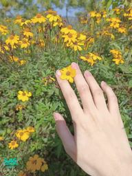 : flowers and hands