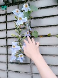 : This flower looks quite beautiful~ 🌸 Does anyone know what kind of flower this is~(◔‿◔)