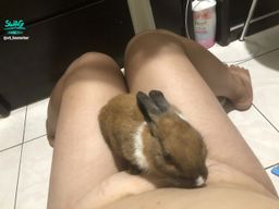 : cute little bunny 🥕🐇