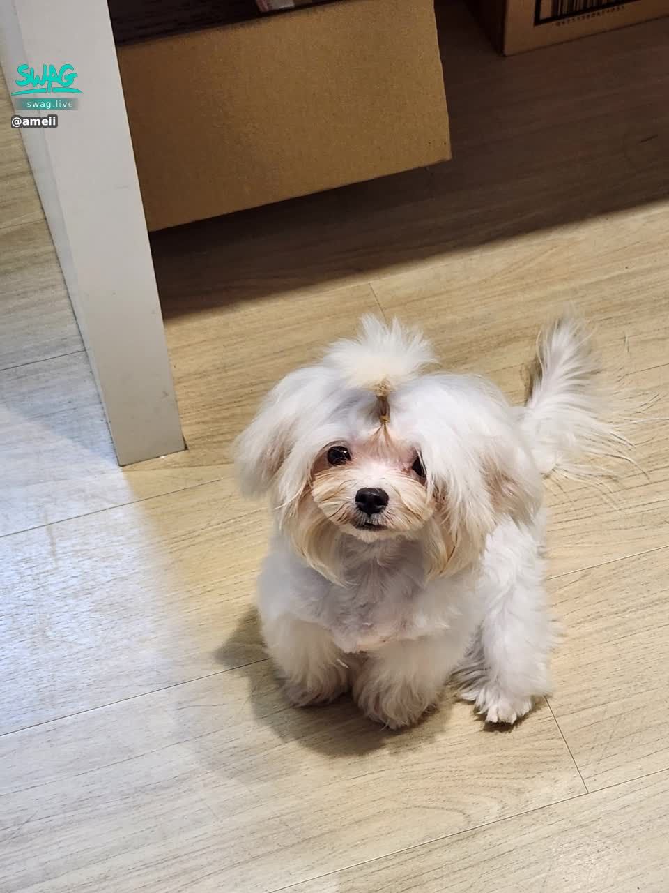  : My puppy is so cute