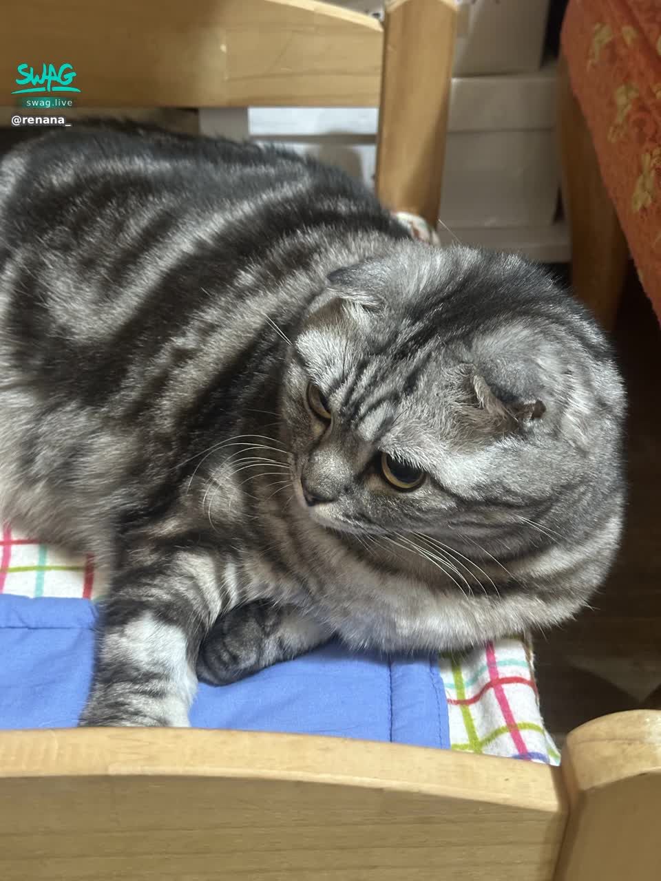  : Some people say that not having a cat is a disadvantage nowadays