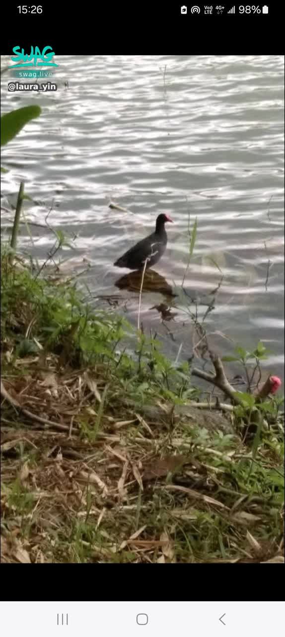 laura_yin : 河光，鴨子悠遊。

#生