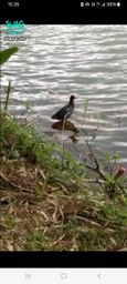 : The river is bright and ducks are swimming leisurely.