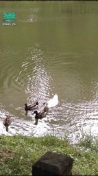 : A group of ducks were playing and frolicking, afraid that they would not be able to play if they were a moment late.