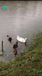 : The ducks stayed on the shore until they were tired of playing.