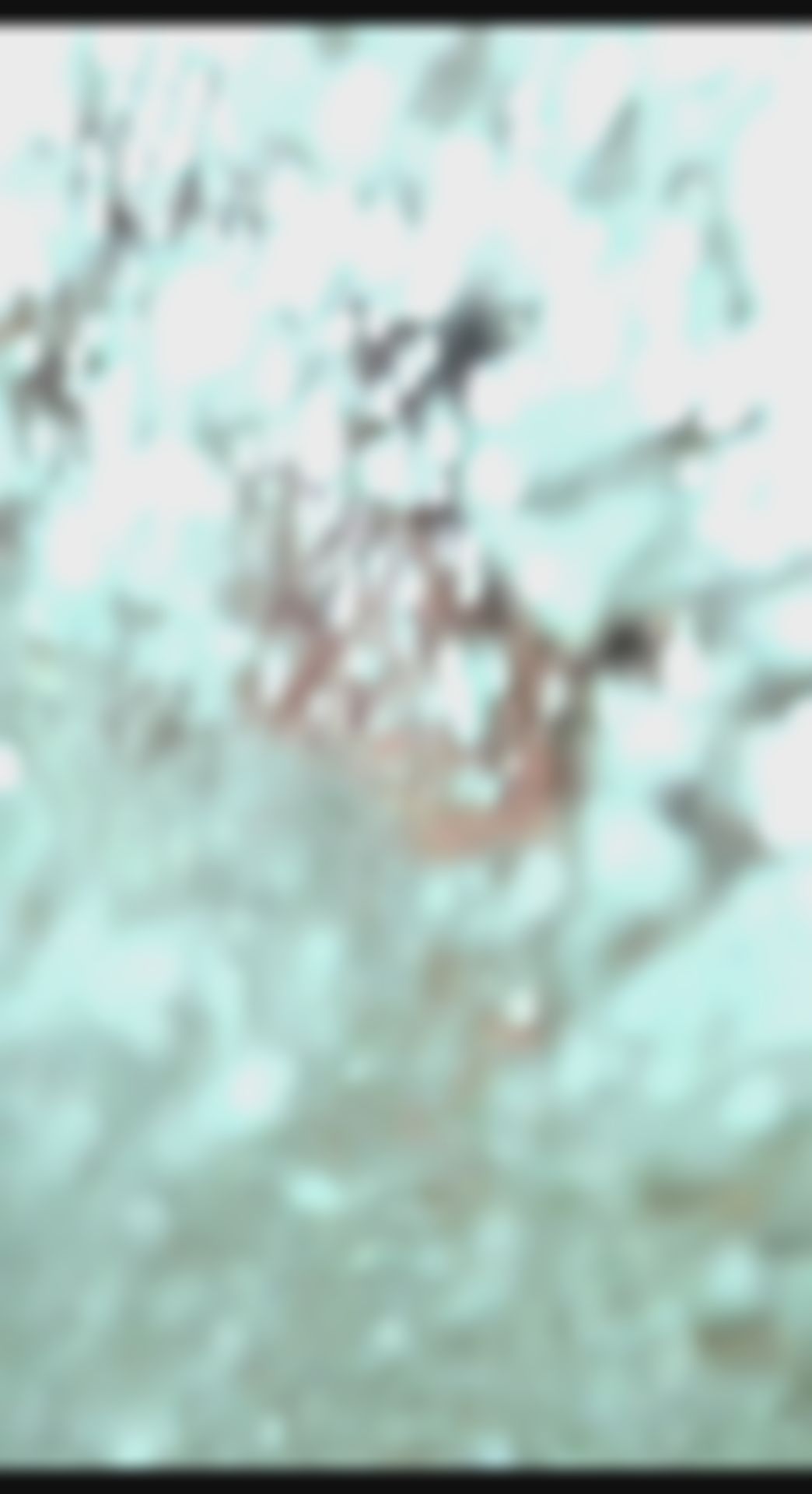 kitty_20240408 : 哪一個版本好看呀😂😂😂

#美人魚
#AIMermaid
#TikTok