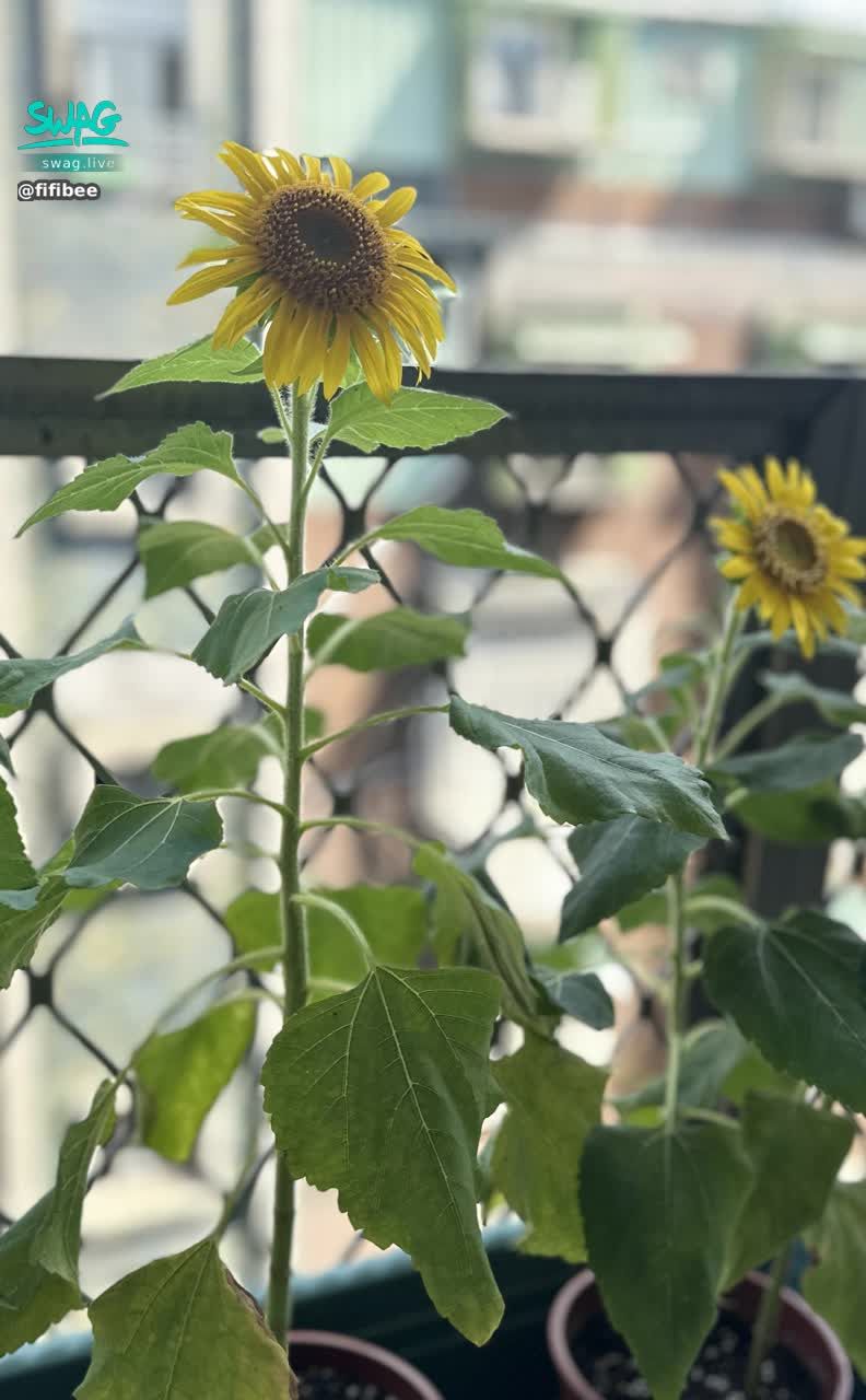 fifibee : 等了好久的向日葵終於開花了🌼
