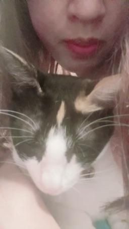 lovemeredith : 看我的貓貓多可愛，你也有貓貓嗎？可以換片片