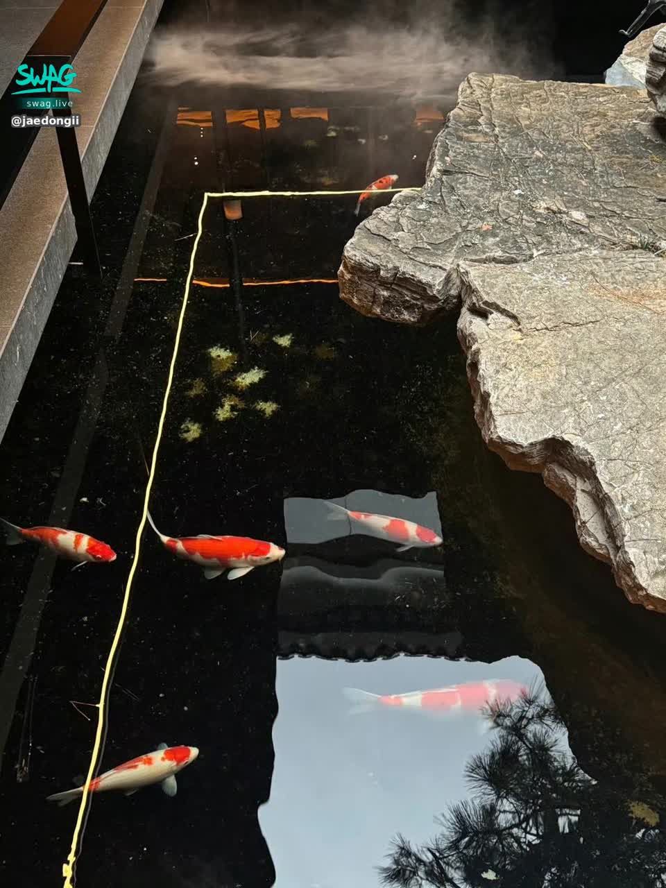 jaedongii : 🐟