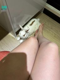 lustine : 7/11 (五) 晚上十點半小肥上播❗阿不是啦 是春嬌上播~你們都只想看小肥...志明們集體出軌😭😭😭 #生活 #日常 #有趣 #寵物 #直播 #素人 #長腿